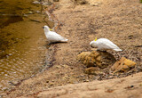 Fototapeta  - Sulphur Crested Cockatoo at lake for a drink