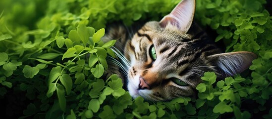 The sunlight bathes the succulent leaves in a vibrant green hue creating a picturesque top view of nature s beautiful and cute feline pet peacefully sleeping on the plant with its adorable 