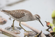 The Wood Sandpiper (Tringa Glareola) Is A Small Wader. This Eurasian Species Is The Smallest Of The Shanks, Which Are Mid-sized Long-legged Waders Of The Family Scolopacidae.