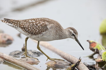 Sticker - The wood sandpiper (Tringa glareola) is a small wader. This Eurasian species is the smallest of the shanks, which are mid-sized long-legged waders of the family Scolopacidae.