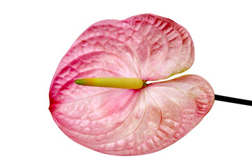 Poster - Pink anthuriums or Flamingo flower isolated