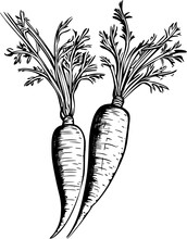 Food Ingredients Carrots Vintage Outline Icon In Hand-drawn Style