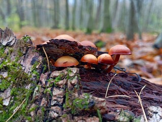 A group of small, bright red poisonous mushrooms grew on an old birch trunk under the white bark. The topic of collecting mushrooms in autumn and recreation in the fresh air.