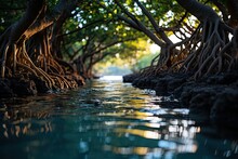 Mangroves. Green Leaves On The Branches Of Mangrove Trees And Roots In Salty Sea Water Near The Shore.