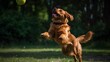 A Retriever breed dog jumping and opening its mouth to catch a ball in the air. Background is green garden. 