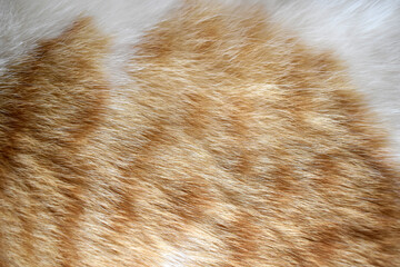 Wall Mural - Cat fur texture background. Ginger and white cat fur texture.