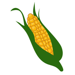 Canvas Print - Corn illustration