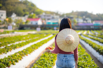 Sticker - Woman pick strawberry in organic farm