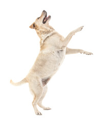 Wall Mural - Cute Labrador dog jumping on white background