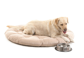 Wall Mural - Cute Labrador dog with bowl of water lying on pet bed against white background