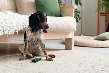 Canvas Print - Cute cocker spaniel dog with TV remote sitting on carpet in living room