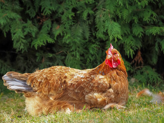 Wall Mural - portrait of a red hen in the grass close-up