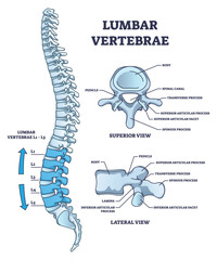 Wall Mural - Lumbar vertebrae part of spine and anatomical structure outline diagram. Labeled educational medical scheme with superior, lateral and side view of back bone and skeletal system vector illustration.