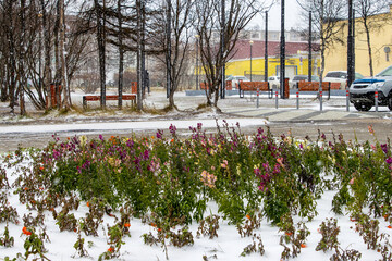 Wall Mural - Snow-covered flower bed with flowers. First snow in the city. Cold autumn weather. Flowers in the snow. View of the landscaped square.