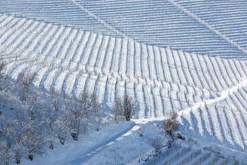 Wall Mural - Vineyards in a row on the snowy hill in Italy.