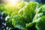 Fototapeta  - Closeup macro lettuce grown in greenhouse with drip irrigation hose system.