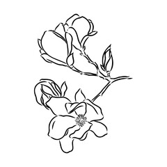 Wall Mural - Magnolia flower Hand drawing and sketch,line art on white backgrounds hand drawn