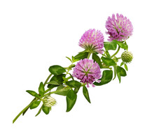 Pink clover flower, bud and leaves in a floral arrangement isolated on white or transparent background