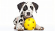 Cute Dalmatian dog holding a yellow ball in the mouth.