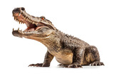 Fototapeta Zwierzęta - A crocodile full body showing jaws isolate on white background.