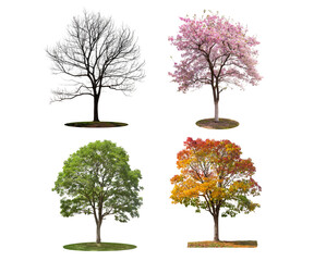 Wall Mural - All four seasons trees isolated on transparent background