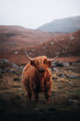 rural scottish highland cow