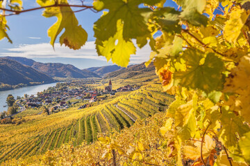 Wall Mural - Autumn panorama of Wachau valley (Unesco world heritage site) with colorful vineyard and Danube river near the Weissenkirchen village in Lower Austria, Austria