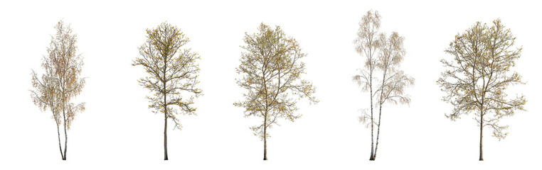 autumn large and medium birch betula and sycamore platanus maple trees fallen leaves isolated png on