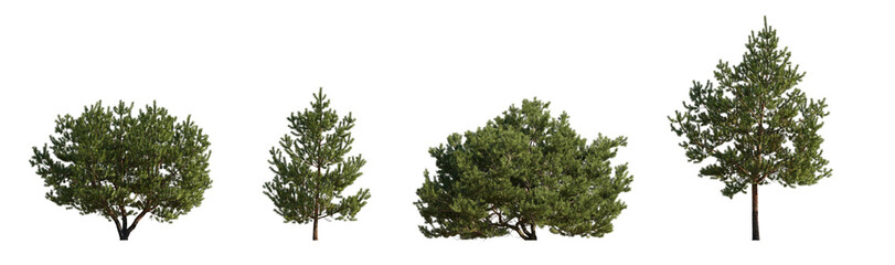 Wall Mural - Set of Pinus sylvestris Scotch pine bush shrub and trree isolated png on a transparent background perfectly cutout Pine Pinaceae dwarf mountain pine Baltic Pine fir