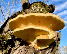 Laetiporus Sulphureus, Sulfur Polypore Is Type Of Mushroom That Grows On Trees.