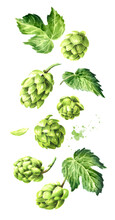 Falling Fresh Green Hops (Humulus Lupulus) And Hop Leaf Set. Hand Drawn Watercolor Illustration Isolated On White Background