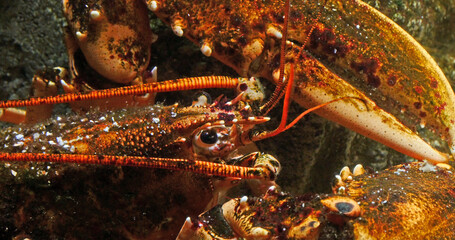 Wall Mural - Lobster, homarus gammarus, Adult in a Seawater Aquarium in France