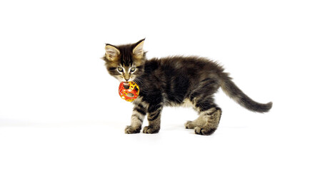 Wall Mural - Brown Blotched Tabby Maine Coon Domestic Cat, Kitten playing against White Background, Normandy in France