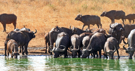 Sticker - African Buffalo, syncerus caffer, Herd drinking at Water Hole, Tsavo Park in Kenya