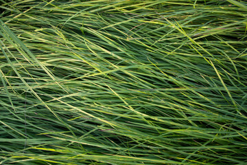 Long Green grass abstract pattern texture can be used as a natural background wallpaper