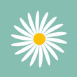 © Bagas - White daisy chamomile. Cute round flower plant collection. Love card. Camomile icon Growing concept. Flat design. Green background. Isolated. Vector illustration