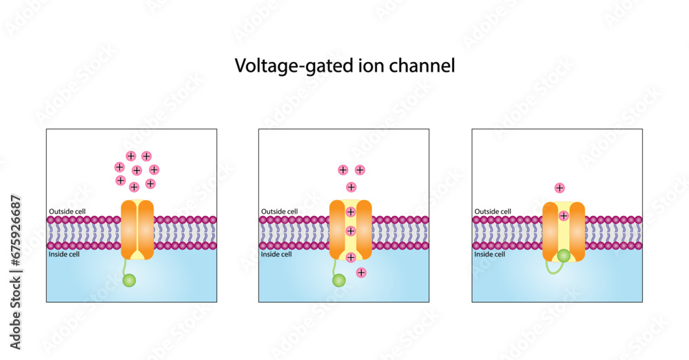 Voltage-gated ion channel. Mechanism for the transport of ions. Vector ...