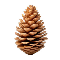 Wall Mural - Western hemlock cone isolated on transparent background