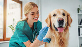 Fototapeta  - a beautiful female vet nurse doctor examining a cute happy golden retriever dog making medical tests in a veterinary clinic. animal pet health checkup