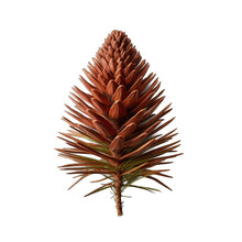 Cedrus Brevifolia Cone Isolated On Transparent Background
