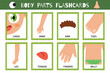 Body parts flashcards collection. Flash cards for practicing reading skills. Learn vocabulary for school and preschool. Hand, tongue, leg and more. Vector illustration