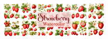 Strawberry Watercolor Collection Set Fruit Vegetable Fresh Fruit Summer Isolated On White Background Vector Illustration