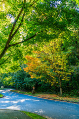 park autumn road 2