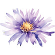 watercolor purple aster flower