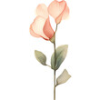 watercolor neutral sweetpea flower