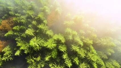 Wall Mural - Aerial view of foggy green pine forest with canopies of spruce trees in autumn mountains