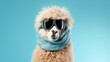 Portrait of a funny tousled alpaca with a scarf and ski goggles on a blue background. Space for text