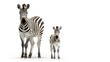  two zebras standing next to each other in front of a white background with one zebra looking at the camera.  generative ai