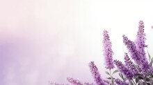 Russian Sage Flowers On Background Isolated With Copy Space.