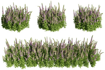 Set of foxgloves plants, 3D rendering with transparent background